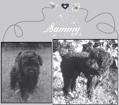 Sammy Steckbriefgrafik